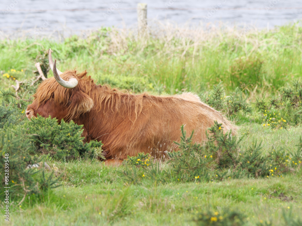Ein Highland Rind mit braunem zotteligem Fell und großen Hörnern liegt auf einer grünen Weide im Bodmin Moor England Ein Highland Rind mit braunem zotteligem Fell und großen Hörnern liegt auf einer grünen Weide im Bodmin Moor England