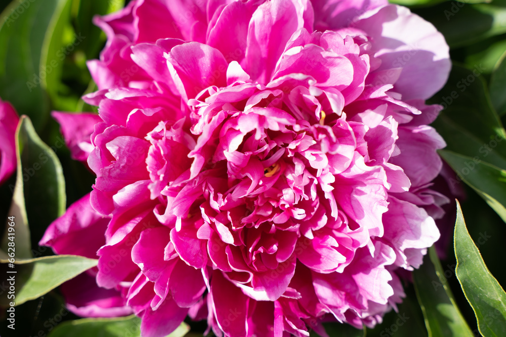 Opened peony close-up petals