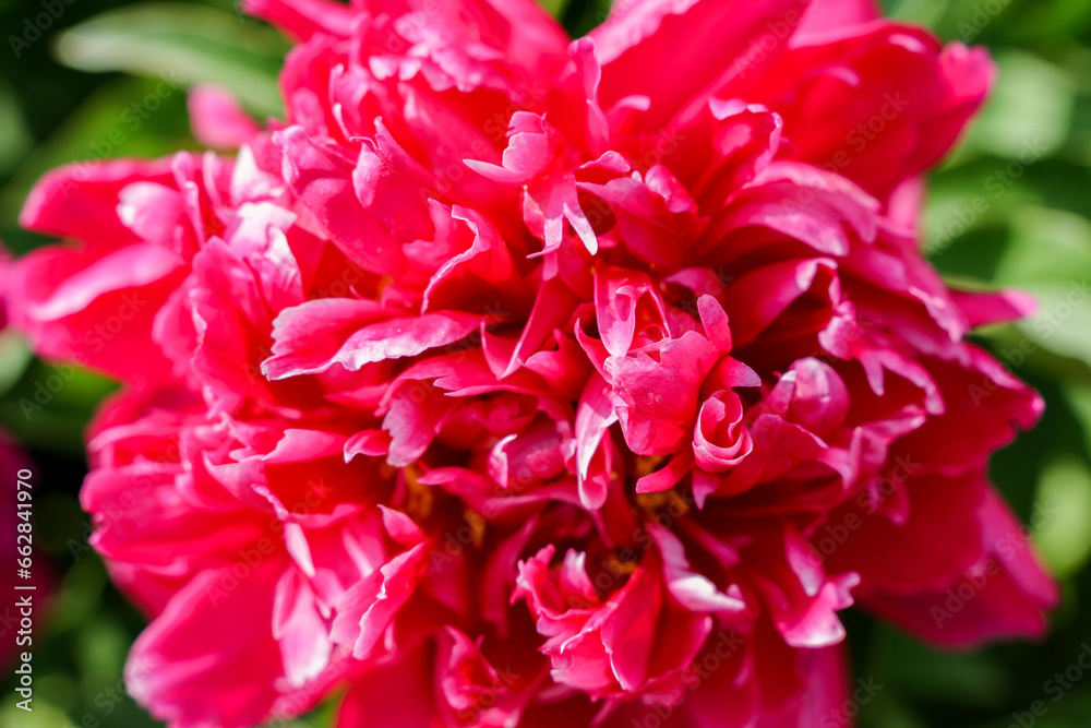 Opened peony close-up petals Opened peony close-up petals