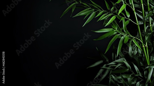 Green Bamboo Leaves on Black Background
