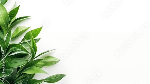 Green Plants on White Background © Fadil