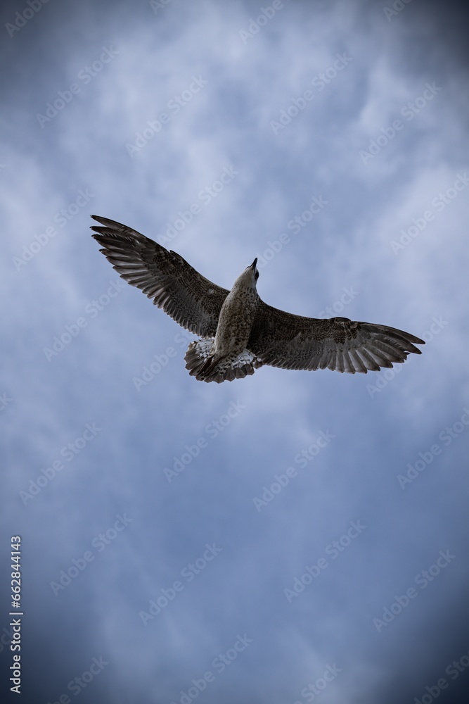 Obraz premium A flying gull