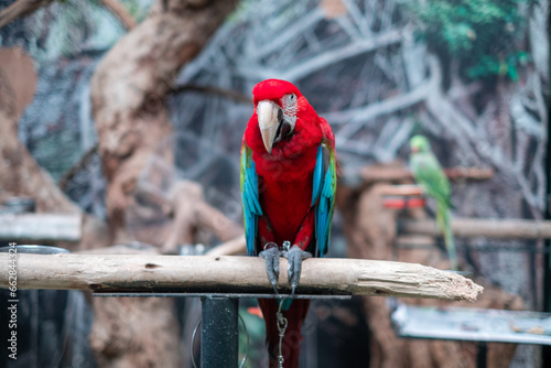 A Parrot on the tree