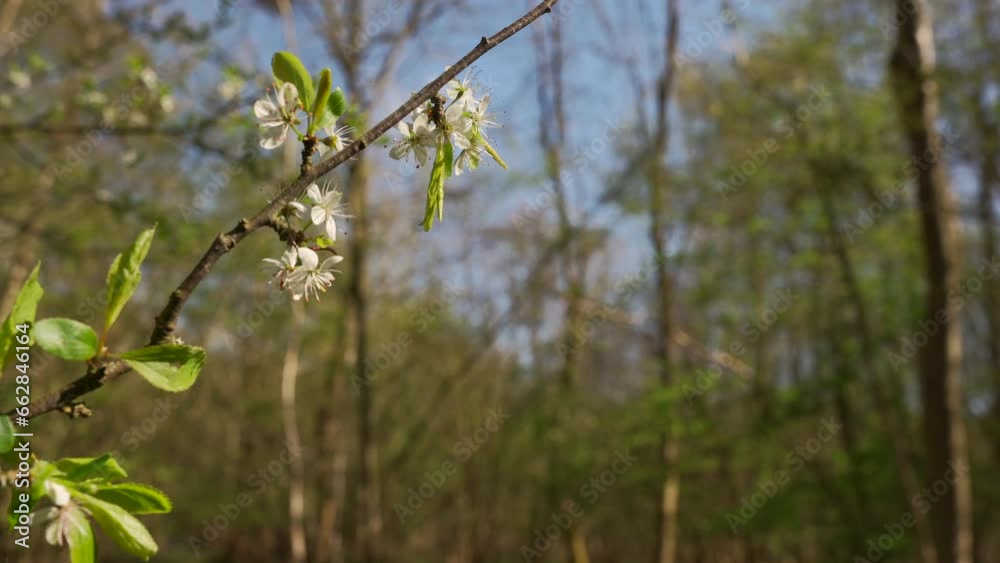 Close up shot of apple tree spring blossom on a blurred forest background Close up shot of apple tree spring blossom on a blurred forest background