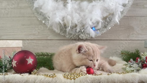 Cute little kitten playing with a Christmas ball around pine branches and Xmas decorations.