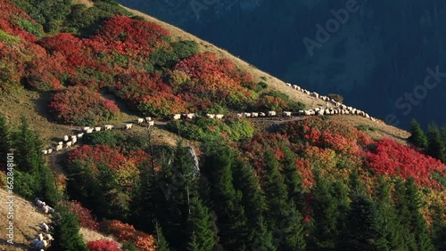 Autumn and flock of sheep in the mountains