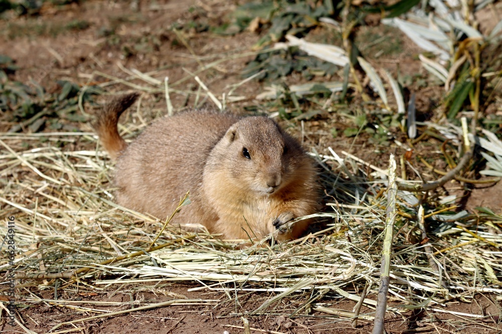 chien de prairie chien de prairie