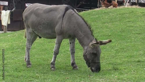 Grazing Mule