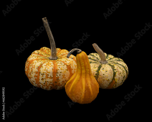 two colorful small pumpkins and gourd on a black background