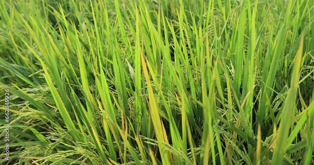 Rice field on the autumn day,China Rice field on the autumn day,China