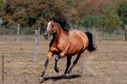 Brown horse galloping on a meadow