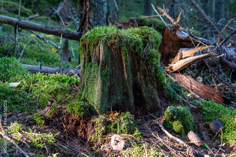 Close up of dead tree stump with green moss Close up of dead tree stump with green moss