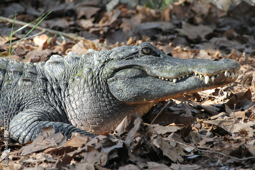 Sunning alligator at the zoo