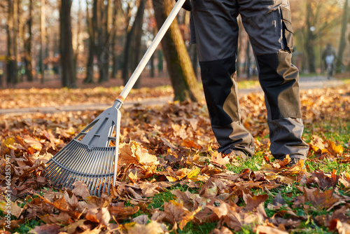 Unrecognizable male worker using fan rake to gather fallen leaves in resting city area. Crop view of man wearing workwear raking leaves, cleaning park alleys at sunny day. Concept of seasonal work. photo