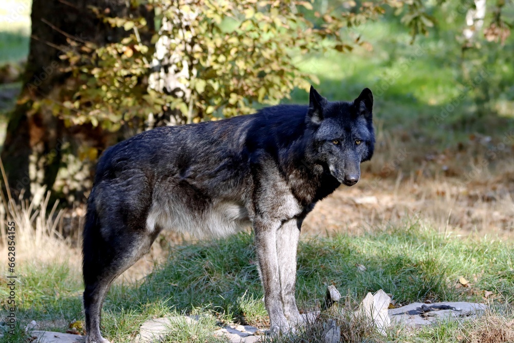 Naklejka premium loup