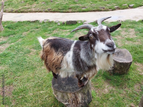 goat on the meadow