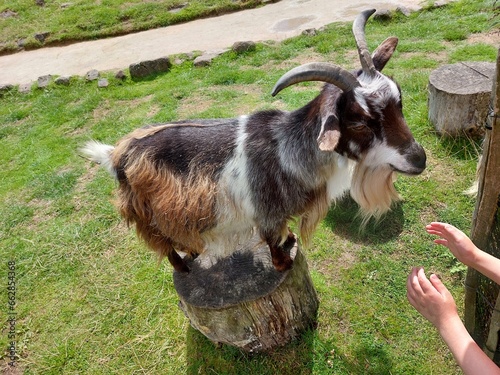 goat on the meadow