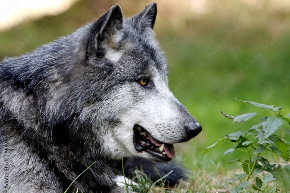Fototapeta premium loup