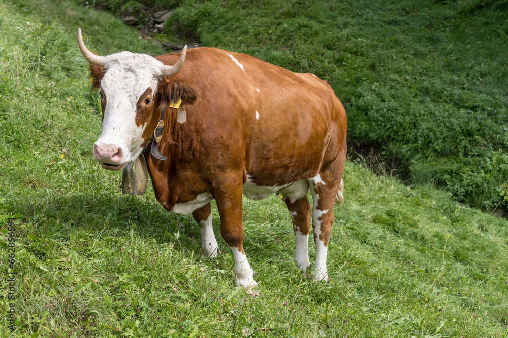 Fleckview cow on green slope near Burgberger Germany Fleckview cow on green slope near Burgberger Germany