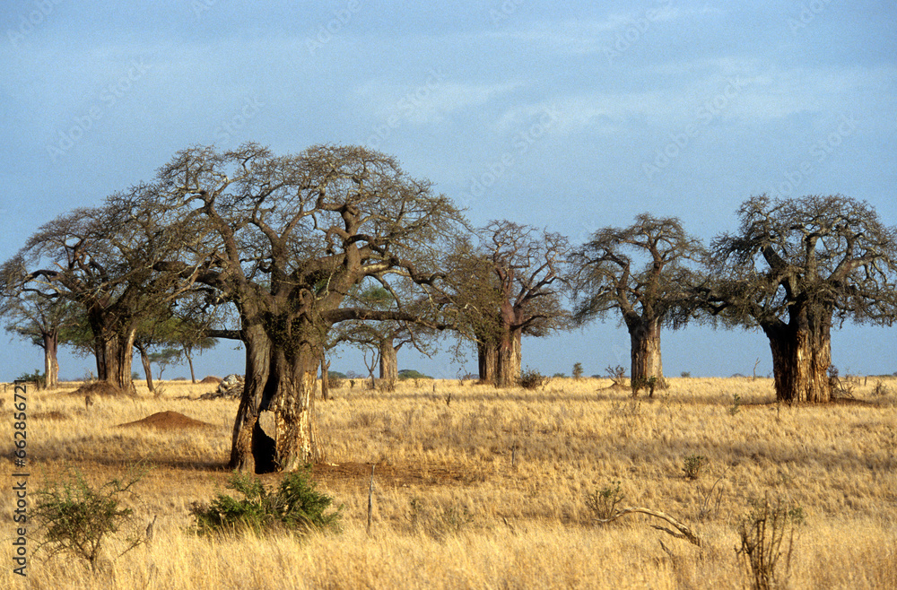 Adamsomia digitata, Baobab, mangé par les éléphants, Parc national du Tarangire, Tanzanie