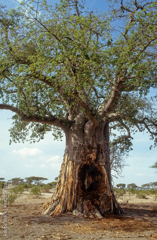 Adamsomia digitata, Baobab, mangé par les éléphants, Parc national du Tarangire, Tanzanie Adamsomia digitata, Baobab, mangé par les éléphants, Parc national du Tarangire, Tanzanie