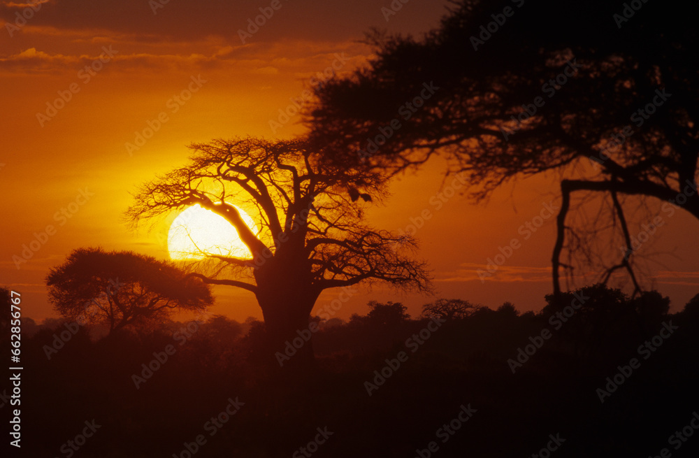 coucher de soleil, Adamsomia digitata, Baobab, Parc national du Ruaha, Tanzanie