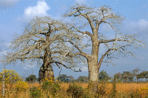 Adamsomia digitata, Baobab, Parc national du Mikumi, Tanzanie photo