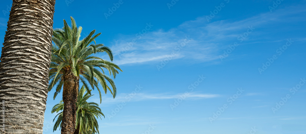 palma daktylowa na tle niebieskiego nieba, wakacje pod palmą - obrazy, fototapety, plakaty 
