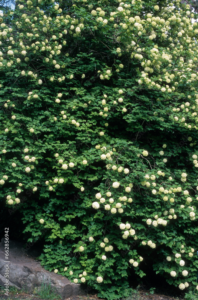 Viorne obier, Boule de neige 'Roseum',.Viburnum opulus