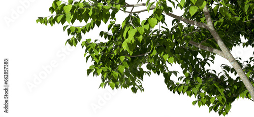 Trees leaves limb composition on transparent backgrounds 3d render png