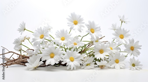 Daisy Dreamscape: A rustic arrangement of fresh white daisies with their delicate petals, interspersed with dried twigs, against a pure white background
