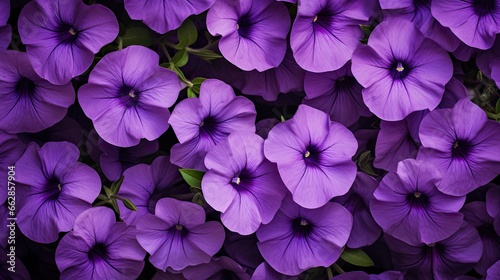 Petunia Patterns  Purple petunias laid in a distinct pattern  creating rhythm and flow against the backdrop