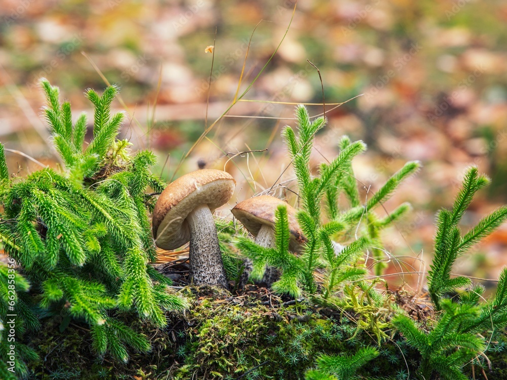 Fototapeta premium Edible mushroom in the forest close-up