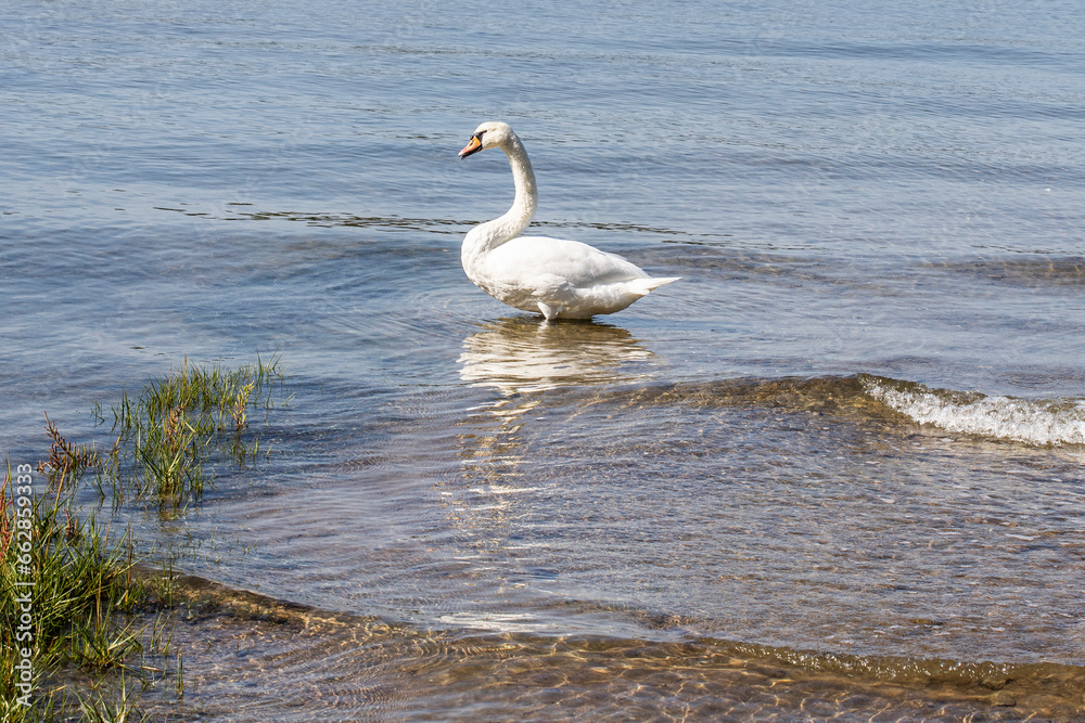 White swan on the beach