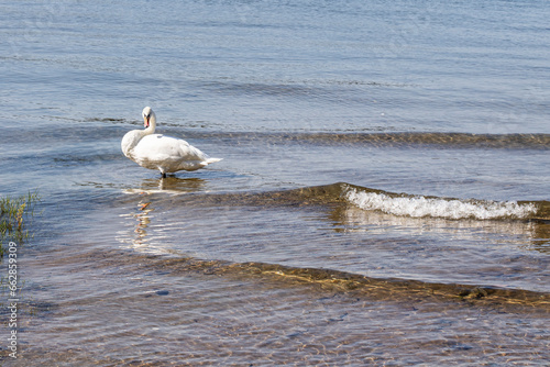 White swan on the beach