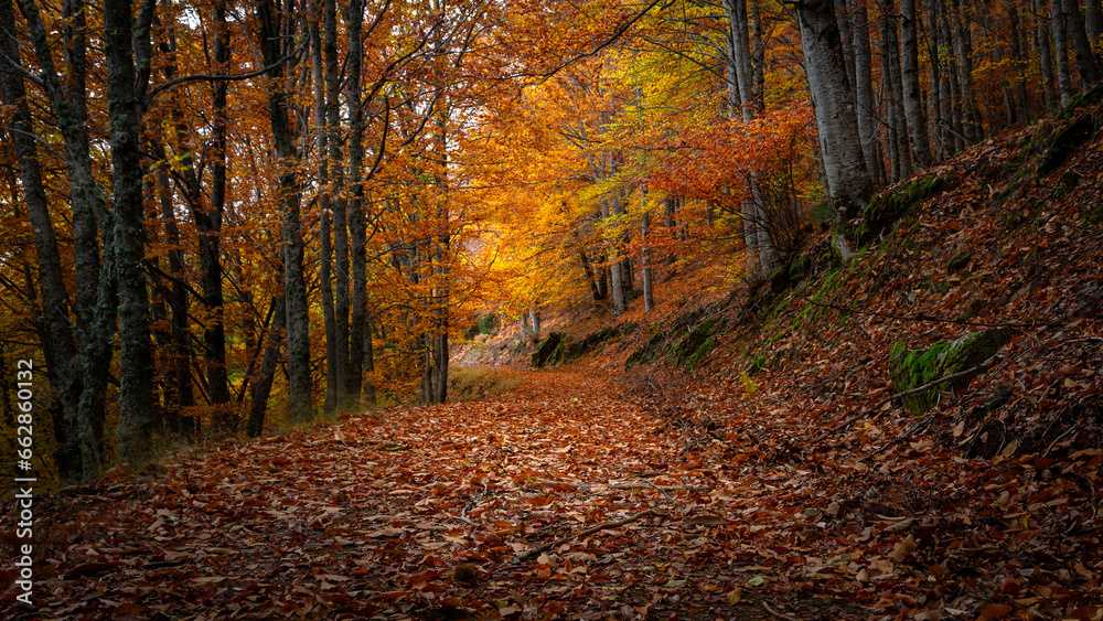 Obraz premium Outono