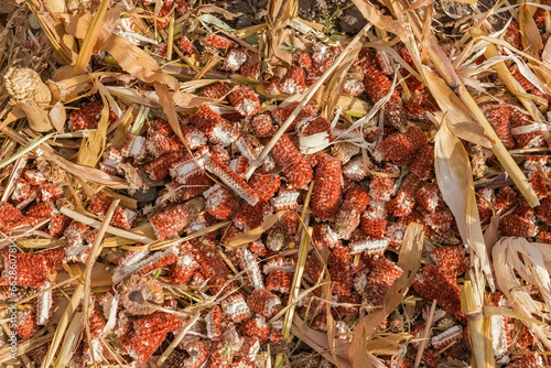 Photos Shredded stems and corncobs on corn field after a harvesting