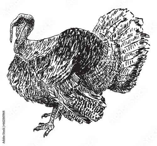 Hand drawing of big domestic turkey bird
