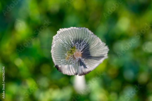 Small fragile mushroom growing in lawn Kumla Sweden