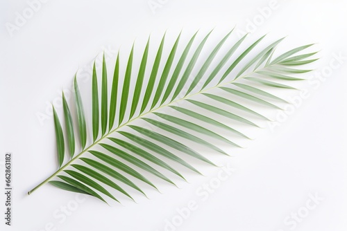 A palm leaf on a white background.