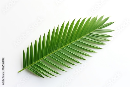 A palm leaf on a white background.