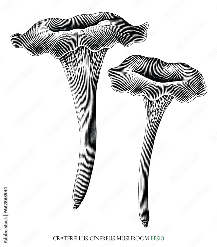 Craterellus cinereus mushroom botanical vintage illustration black and white clip art - obrazy, fototapety, plakaty 