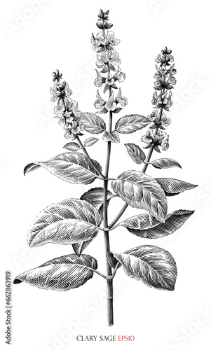 Clary sage botanical vintage illustration black and white clip art