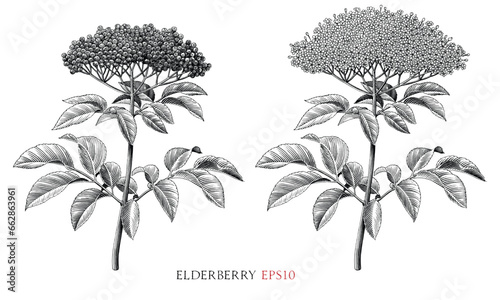 Elderberry botanical vintage illustration black and white clip art