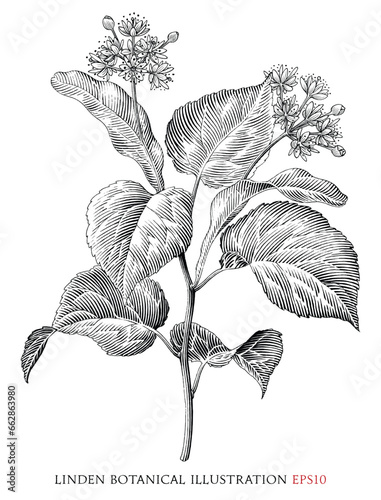 Linden botanical vintage illustration black and white clip art