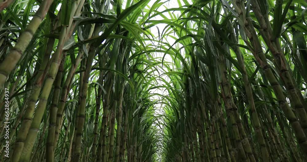 Sugarcane field with plants growing Sugarcane field with plants growing