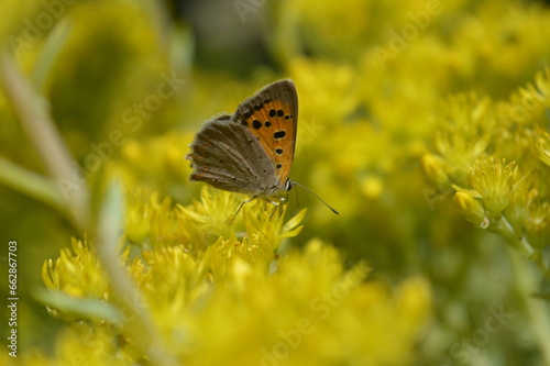 Orange urticaria butterfly sitting on yellow flowers