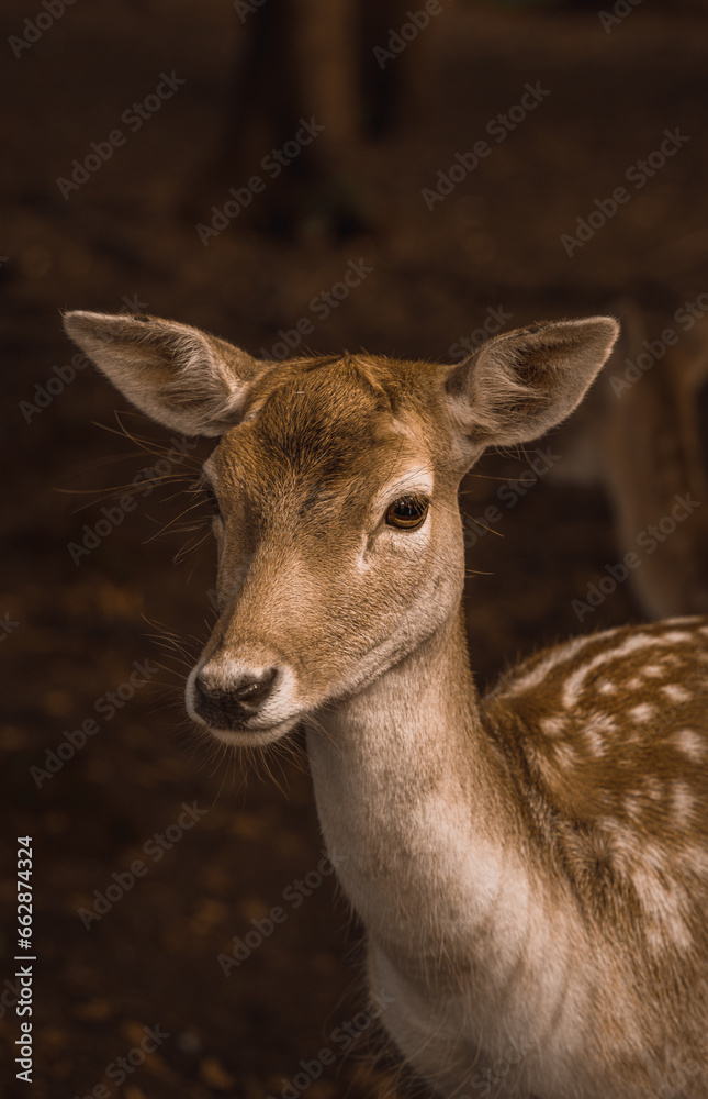 Fallow Deer