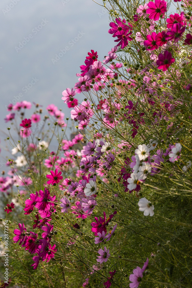 
cosmos flower