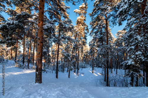 Winter pine forest in the sunny day. © sergofan2015